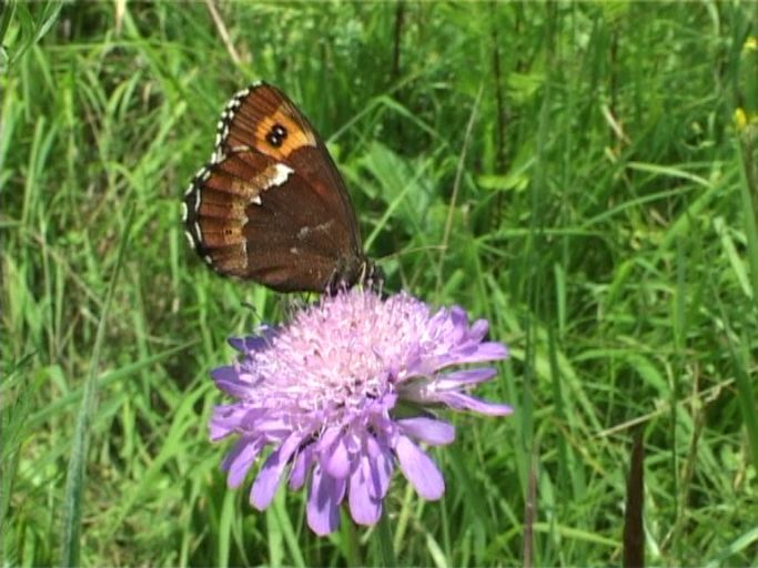 Weißbindiger Mohrenfalter ( Erebia ligea ), Flügelunterseite : Auf der Unterseite der Hinterflügel befindet sich ein weißer Fleck ( Milchfleck ) der zu einer weißen Binde ausdehnt. Nettersheim/Urfttal, Eifel, 14.07.2007